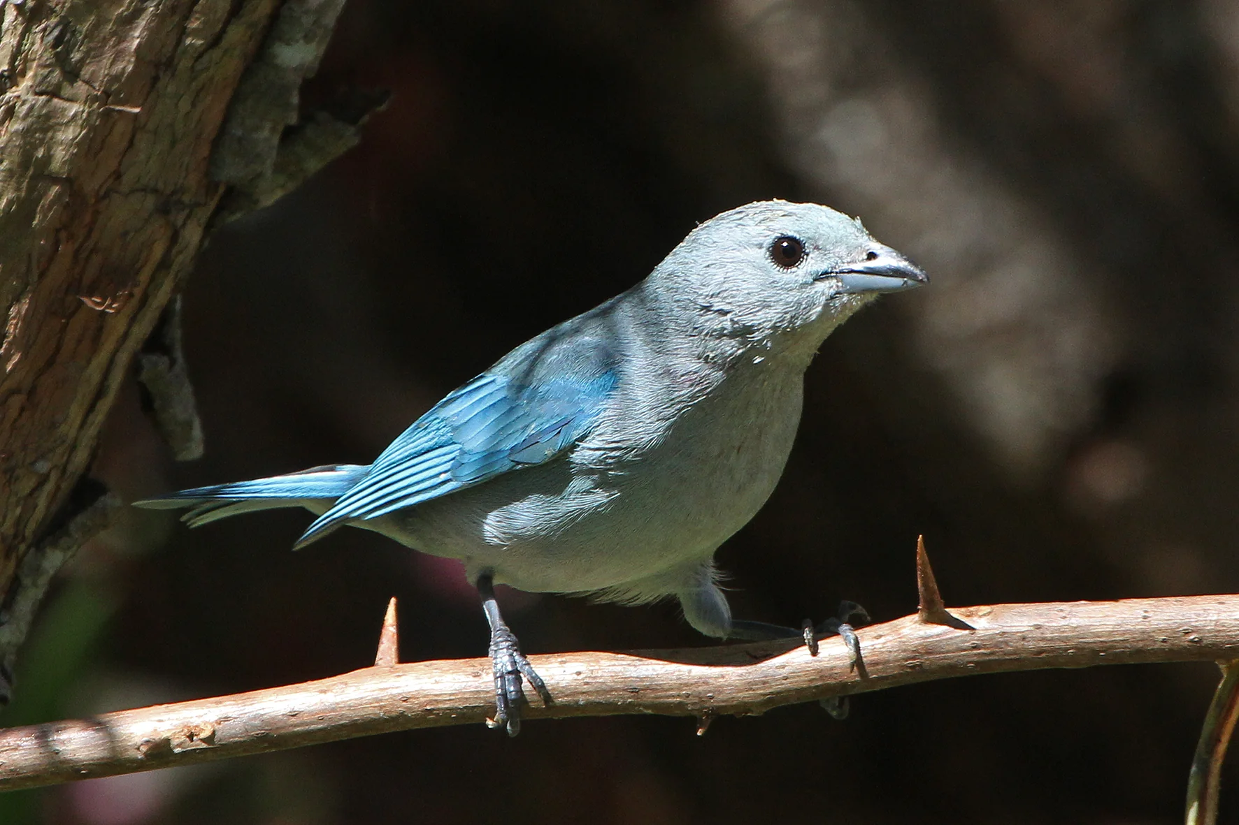Avistaje de aves