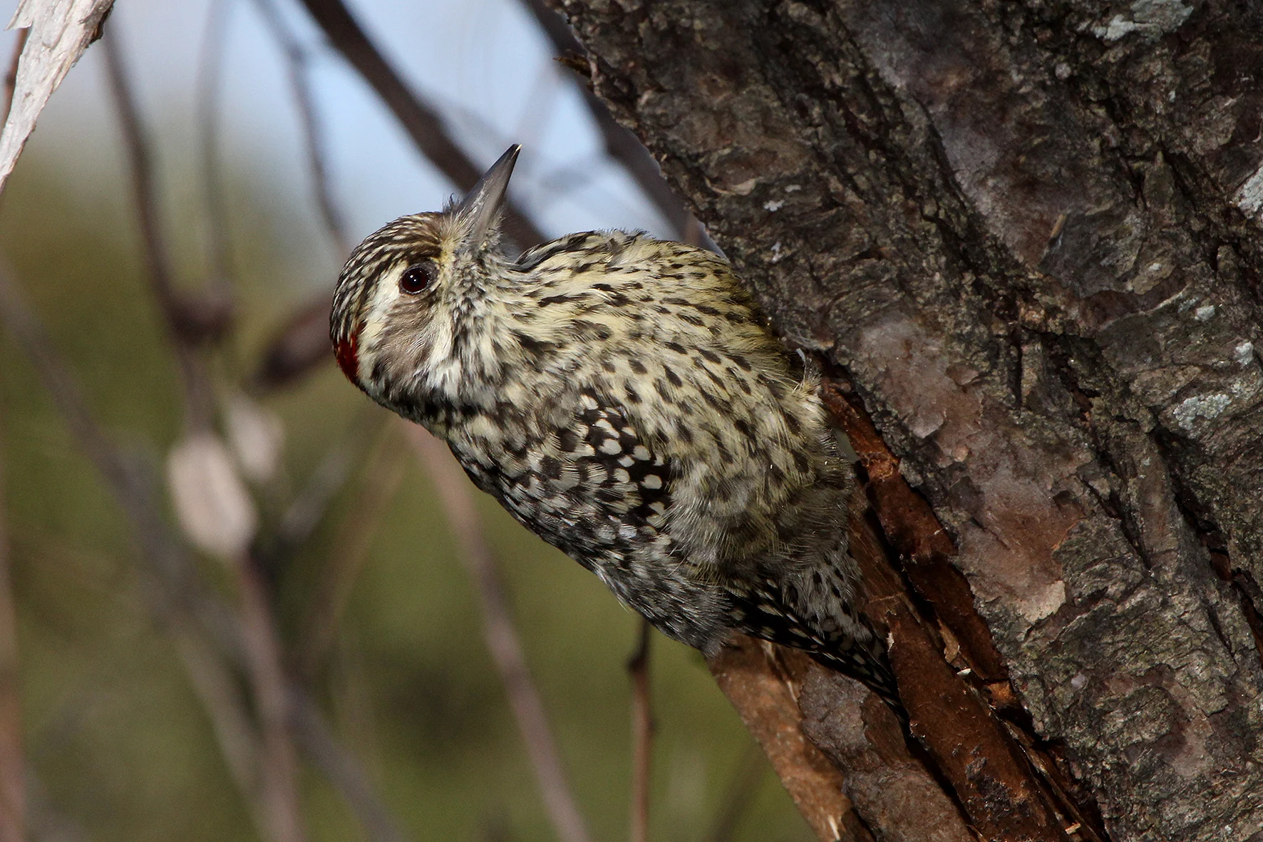 Delta bird photographed by Roberto Güller at Isla Verde, image 2