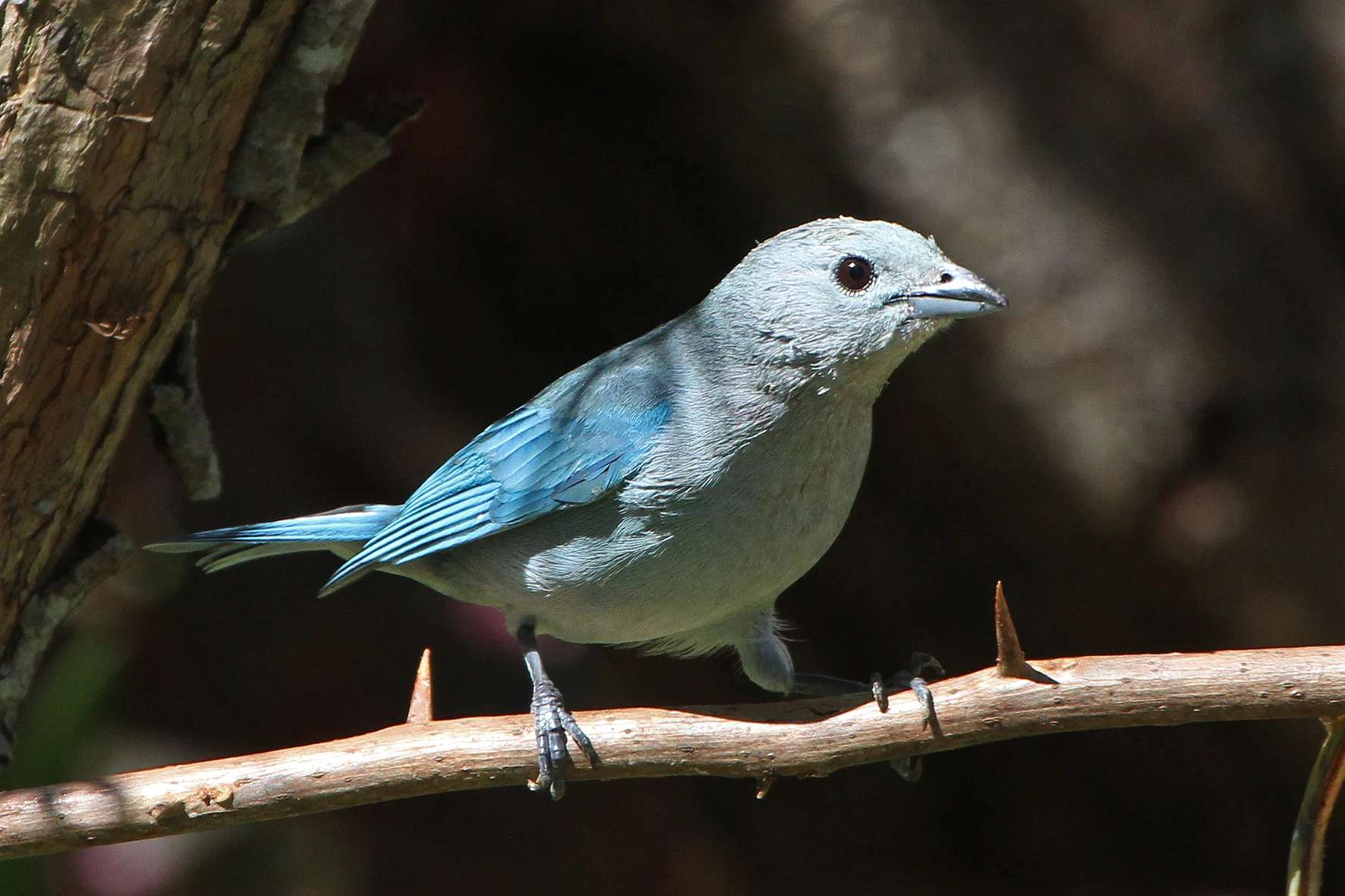 Delta bird photographed by Roberto Güller at Isla Verde, image 3
